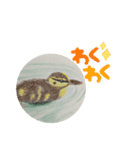 カルガモの絵（個別スタンプ：8）