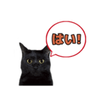 黒猫（くうねるちゃん）スタンプ（個別スタンプ：1）