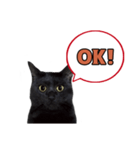 黒猫（くうねるちゃん）スタンプ（個別スタンプ：2）