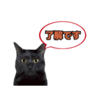 黒猫（くうねるちゃん）スタンプ（個別スタンプ：3）