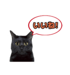黒猫（くうねるちゃん）スタンプ（個別スタンプ：6）