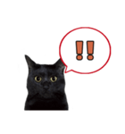 黒猫（くうねるちゃん）スタンプ（個別スタンプ：10）