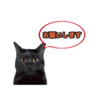 黒猫（くうねるちゃん）スタンプ（個別スタンプ：12）