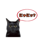 黒猫（くうねるちゃん）スタンプ（個別スタンプ：13）