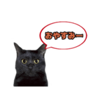 黒猫（くうねるちゃん）スタンプ（個別スタンプ：16）
