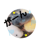ウーパーと一緒 2（個別スタンプ：5）
