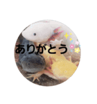 ウーパーと一緒 2（個別スタンプ：8）