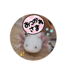 ウーパーと一緒 2（個別スタンプ：11）