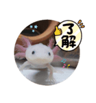 ウーパーと一緒 2（個別スタンプ：16）