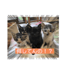 杉村家の猫ちゃんたち（個別スタンプ：1）