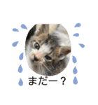 杉村家の猫ちゃんたち（個別スタンプ：2）