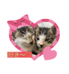 杉村家の猫ちゃんたち（個別スタンプ：3）