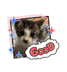 杉村家の猫ちゃんたち（個別スタンプ：6）