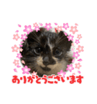 杉村家の猫ちゃんたち（個別スタンプ：7）