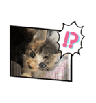 杉村家の猫ちゃんたち（個別スタンプ：8）