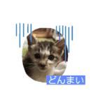 杉村家の猫ちゃんたち（個別スタンプ：9）
