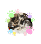杉村家の猫ちゃんたち（個別スタンプ：10）