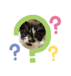 杉村家の猫ちゃんたち（個別スタンプ：12）