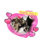 杉村家の猫ちゃんたち（個別スタンプ：13）