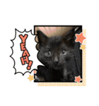 杉村家の猫ちゃんたち（個別スタンプ：14）