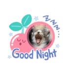 杉村家の猫ちゃんたち（個別スタンプ：15）