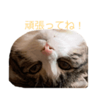 松さん、時々富士さん（個別スタンプ：7）