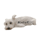 いろいろうーにゃん2（個別スタンプ：1）