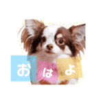 アリスの日常で使える言葉（個別スタンプ：1）