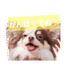 アリスの日常で使える言葉（個別スタンプ：4）