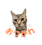 アメショのルンちゃんの日常2（個別スタンプ：1）