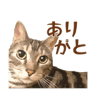 アメショのルンちゃんの日常2（個別スタンプ：2）