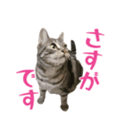アメショのルンちゃんの日常2（個別スタンプ：3）