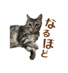 アメショのルンちゃんの日常2（個別スタンプ：5）