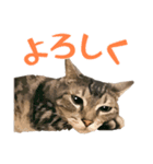 アメショのルンちゃんの日常2（個別スタンプ：7）
