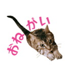 アメショのルンちゃんの日常2（個別スタンプ：8）