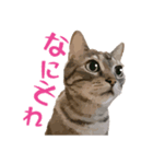 アメショのルンちゃんの日常2（個別スタンプ：9）