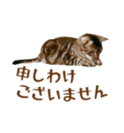 アメショのルンちゃんの日常2（個別スタンプ：14）