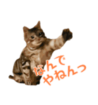 アメショのルンちゃんの日常2（個別スタンプ：15）