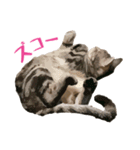 アメショのルンちゃんの日常2（個別スタンプ：16）