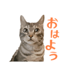 アメショのルンちゃんの日常2（個別スタンプ：17）