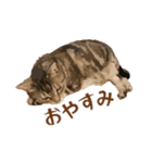 アメショのルンちゃんの日常2（個別スタンプ：18）