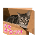 アメショのルンちゃんの日常2（個別スタンプ：19）