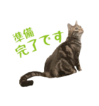 アメショのルンちゃんの日常2（個別スタンプ：20）