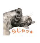 アメショのルンちゃんの日常2（個別スタンプ：24）