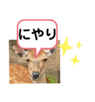 たけしのスタンプ その25（個別スタンプ：5）