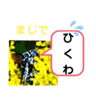 たけしのスタンプ その25（個別スタンプ：11）