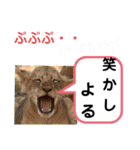 たけしのスタンプ その25（個別スタンプ：13）