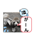 たけしのスタンプ その25（個別スタンプ：17）