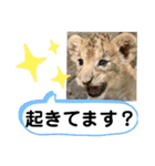 たけしのスタンプ その25（個別スタンプ：22）