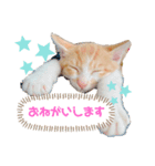 今日のきなこスタンプ（個別スタンプ：3）